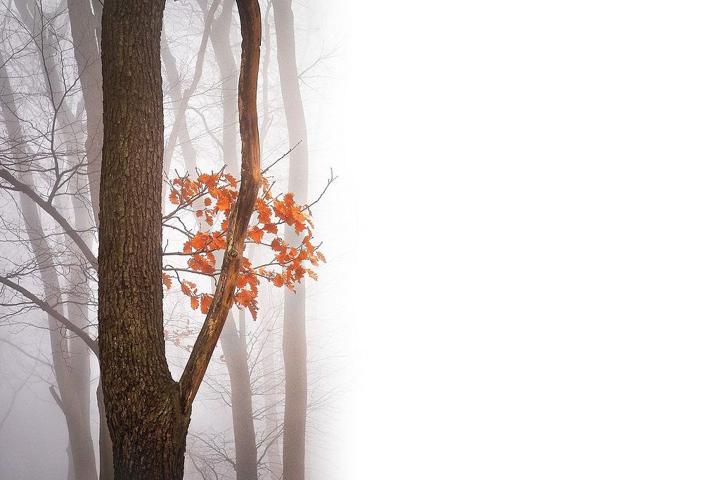 Bäume im Nebel, einige rot-gefärbte Blätter sind zu sehen.